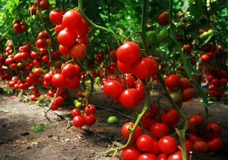 45 секретов небывалого урожая томатов