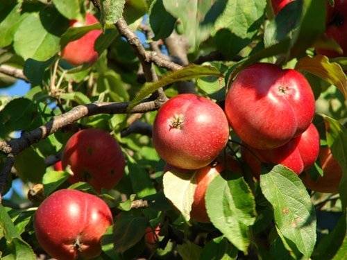 О яблоне Пепин Шафранный, описание сорта, характеристика, агротехника
