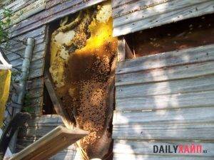 Как можно избавиться от пчел в стене деревянного дома, как вывести из под крыши