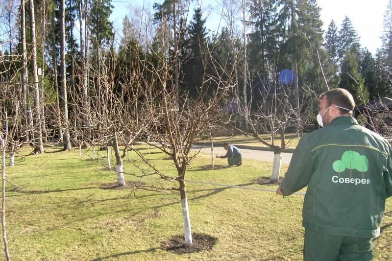 Опрыскивание яблонь весной от вредителей – практическое руководство для начинающих садоводов