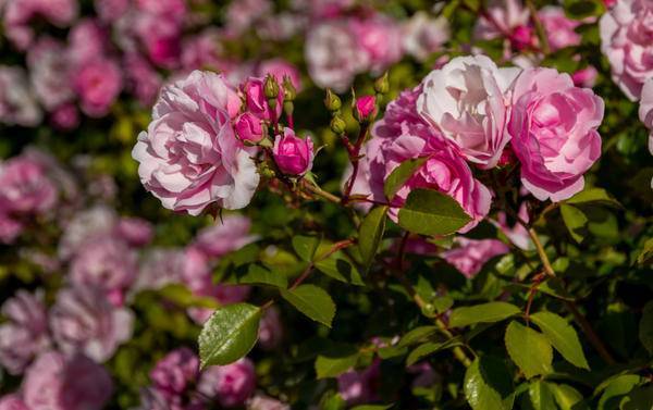 О полиантовой розе: описание и характеристики сортов, уход и выращивание