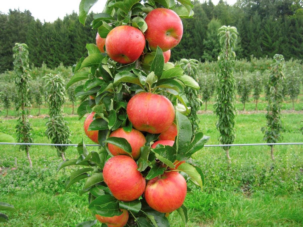 Карликовые яблони – выбираем лучший сорт