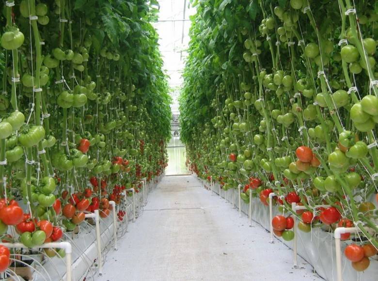 Как вырастить томаты в теплице?