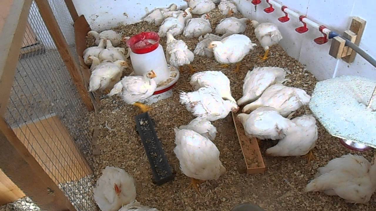 Чем кормить цыплят бройлеров с 0 до 50 дней в домашних условиях