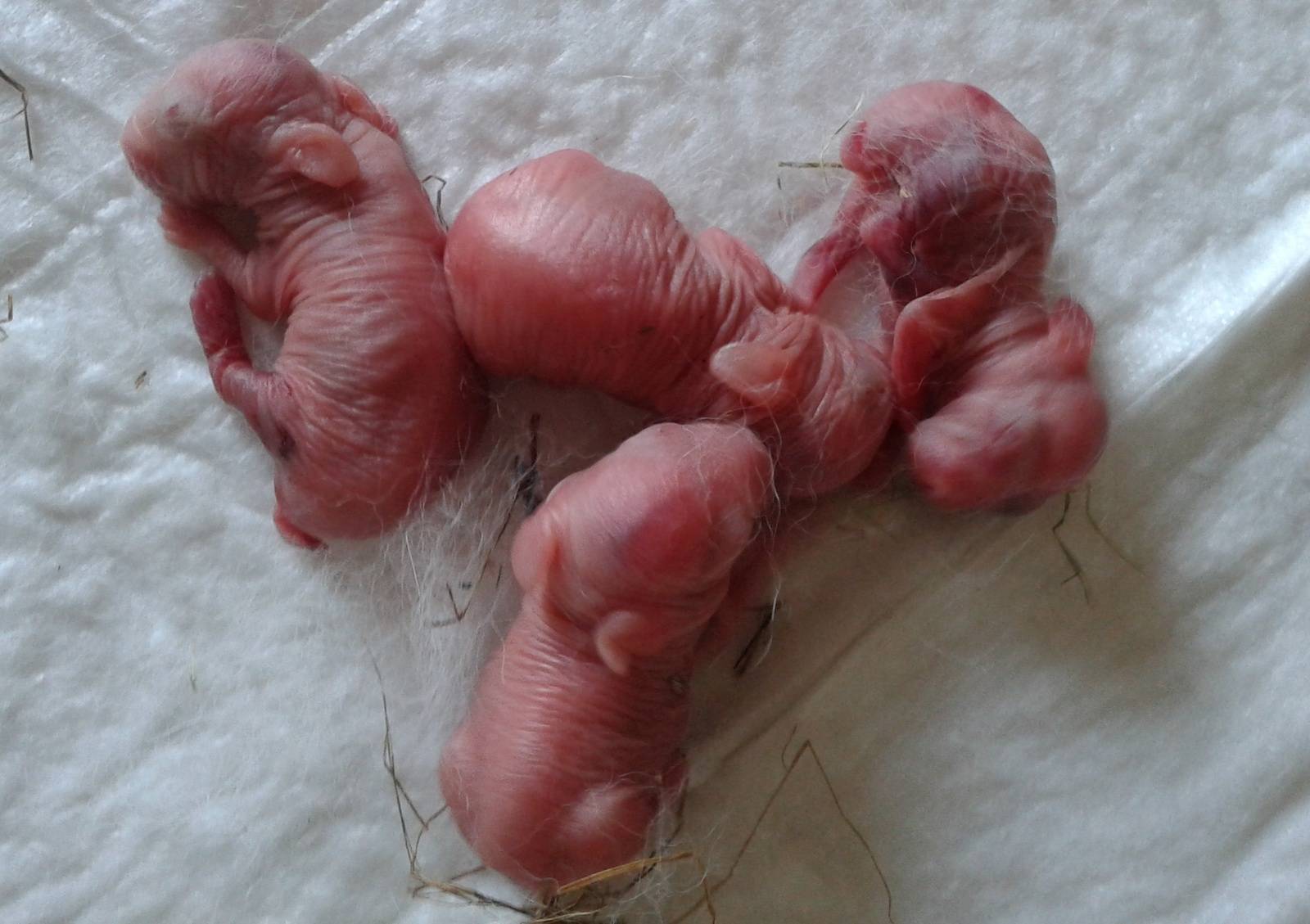 Можно ли трогать новорожденных крольчат