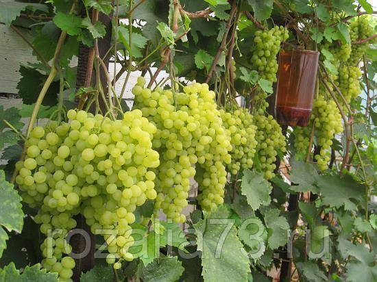Главные правила агротехники высокоурожайного винограда алешенькин
