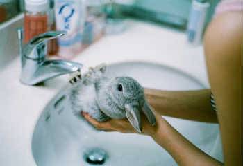 Можно ли купать кролика: особенности проведения водных процедур