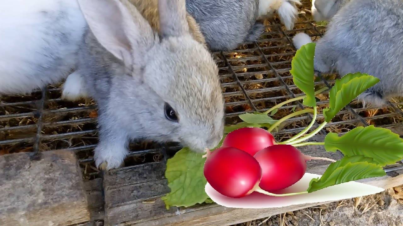Как и зачем кормить кроликов лопухами?