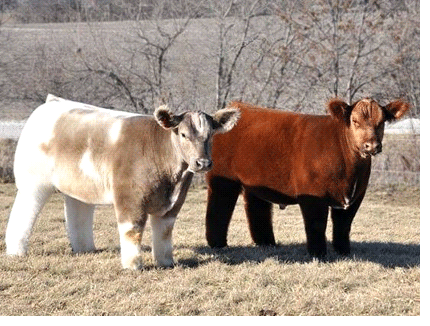 Такие разные «волосатые» и пушистые коровы. пушистые коровы: описание мохнатой породы крс