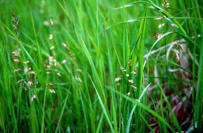 Зубровка трава. зубровка трава: описание, свойства и применение