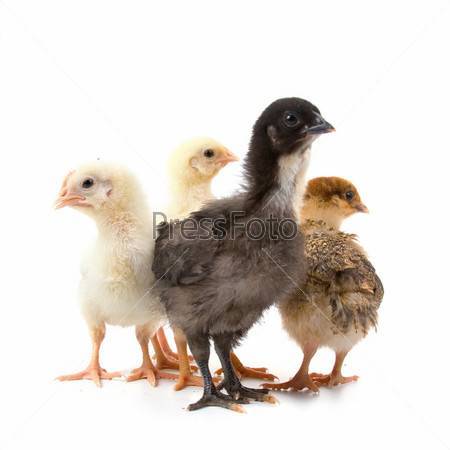 Выращивание цыплят: птицеводство от а до я. пошаговая инструкция по уходу и содержанию цыплят в домашних условиях (видео и 110 фото)
