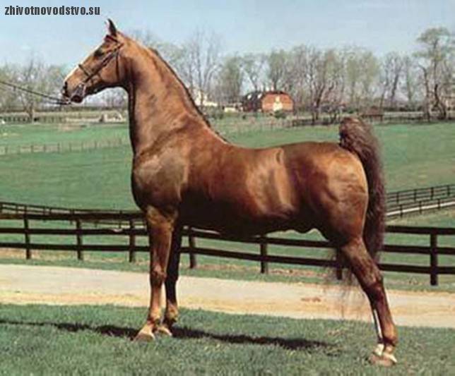Породы лошадей – представители древних, редких, самых быстрых и маленьких пород