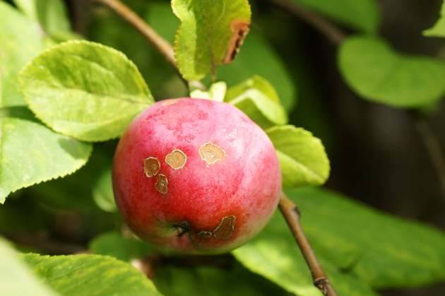 Почему появляется парша на яблонях и как от нее избавиться