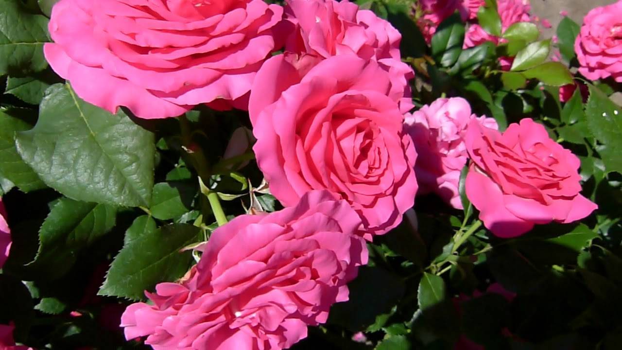 Плетистая роза «симпатия» (29 фото): описание сорта, особенности посадки, выращивания и ухода, отзывы