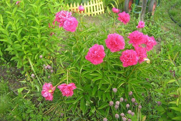 Почему не цветут пионы. что делать? | красивый дом и сад