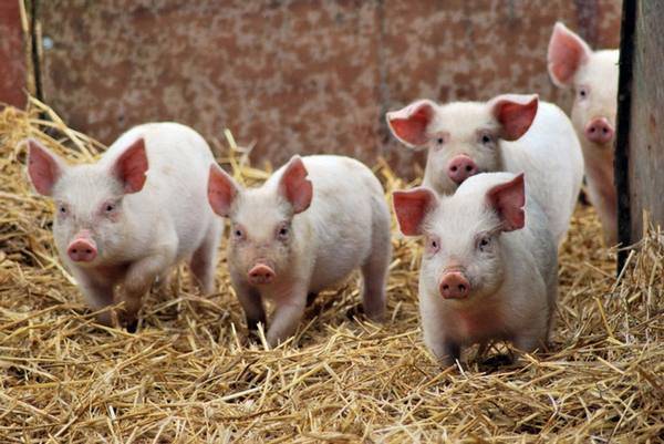 Как проявляется отечная болезнь свиней