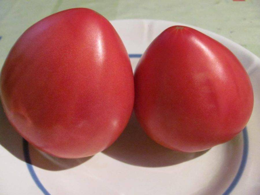 Тяжеловес Сибири: описание сорта томата, характеристики помидоров, посев