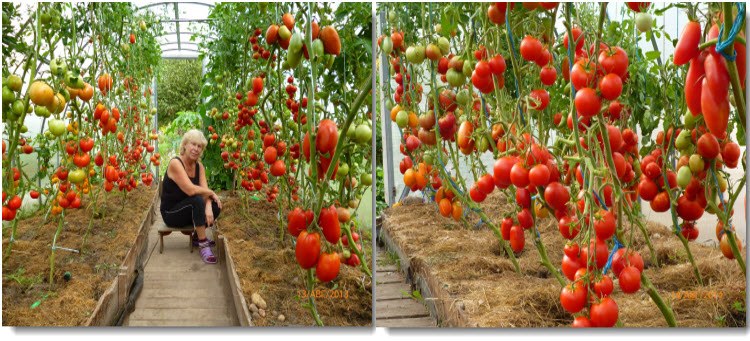Чем подкормить помидоры? выращивание, уход, удобрения