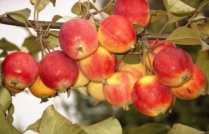 О яблоне Воспитанница: описание сорта, характеристики, агротехника, выращивание