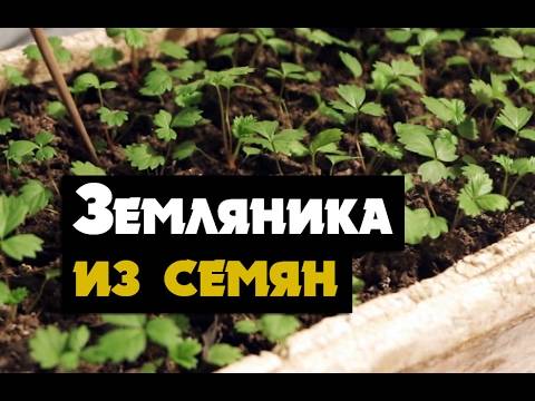 Рассада клубники фриго – как правильно посадить и выращивать в открытом грунте