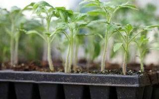 Как посадить переросшую рассаду томатов: советы опытных огородников