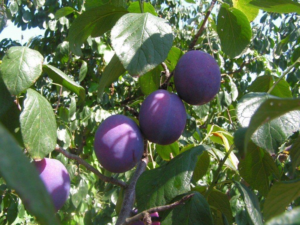 О сливе Тульская Черная: описание сорта, агротехника выращивания и особенности