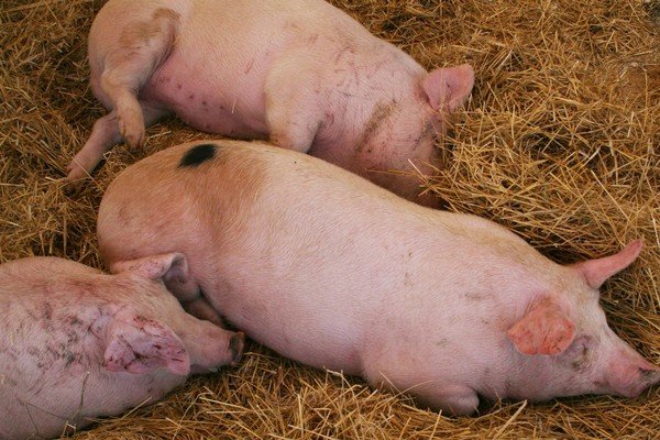 Ррсс свиней — как распознать и лечить репродуктивно-респираторный синдром. болезни свиней: симптомы и профилактика