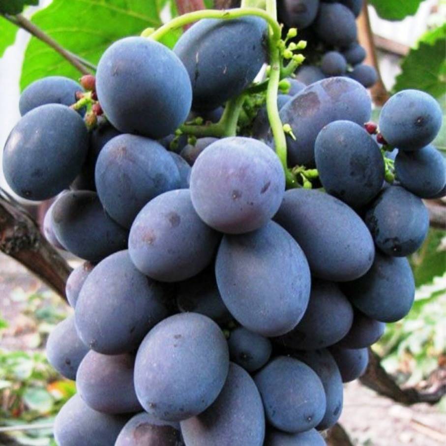 Виноград сфинкс: описание сорта, фото, отзывы