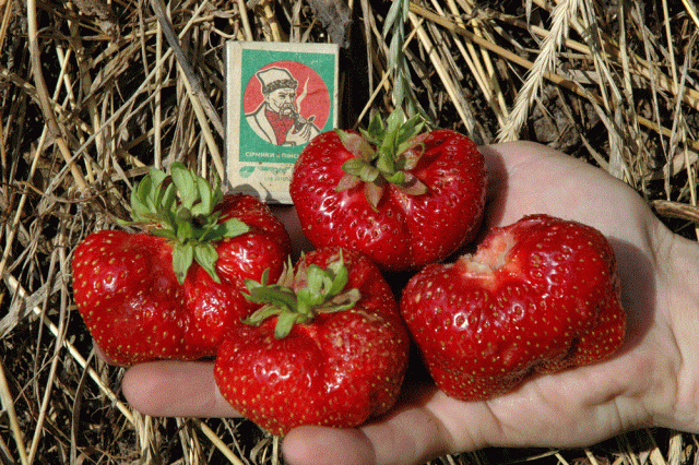 Клубника лизонька f1: описание сорта, способы и правила выращивания крупноплодной земляники, характеристика ягод, отзывы
