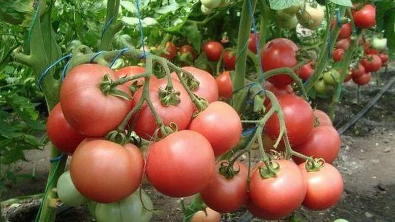 Томат "дикая роза": характеристика и описание сорта, рекомендации по выращиванию помидоров