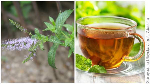 Травы вместо чая на каждый день – какие можно заваривать и пить