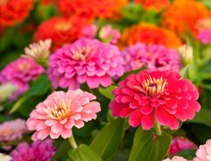 Каталог однолетних цветов для дачи с фото и названиями