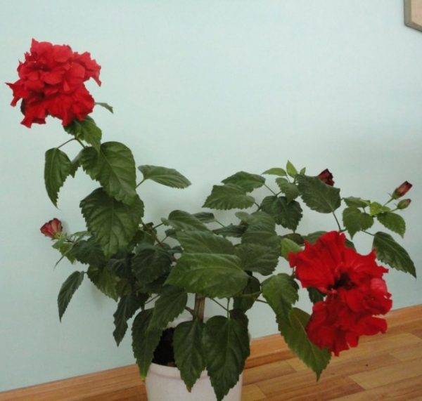 Китайская роза или гибискус комнатный: уход в домашних условиях, период цветения и покоя, особенности посезонного содержания цветка