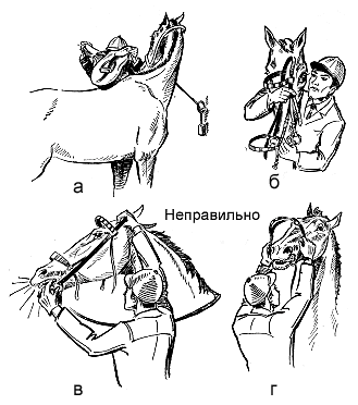 Как запрягать лошадь и разобраться в составе упряжи