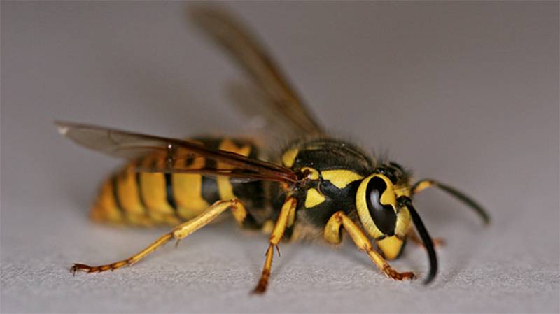 Пчелиный яд — полезные свойства и действие на организм