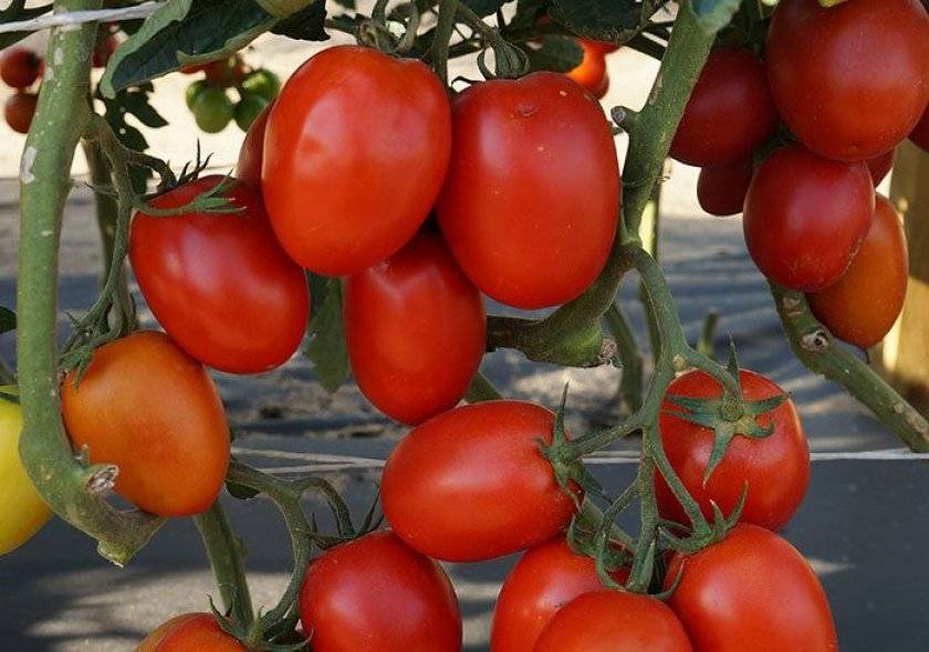 Как посадить и вырастить томат «король гигантов»