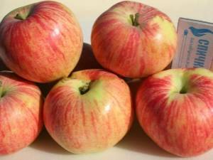 Характеристика и агротехника выращивания яблони сорта айнур
