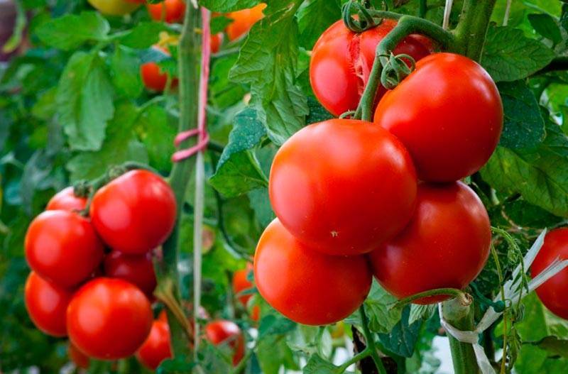 Томат "красным красно f1": описание сорта, выращивание, высота помидорного дерева, характеристика и фото
