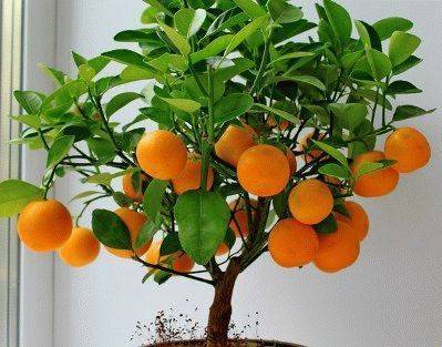 Как вырастить дерево мандарин из косточки в домашних условиях, фото плода