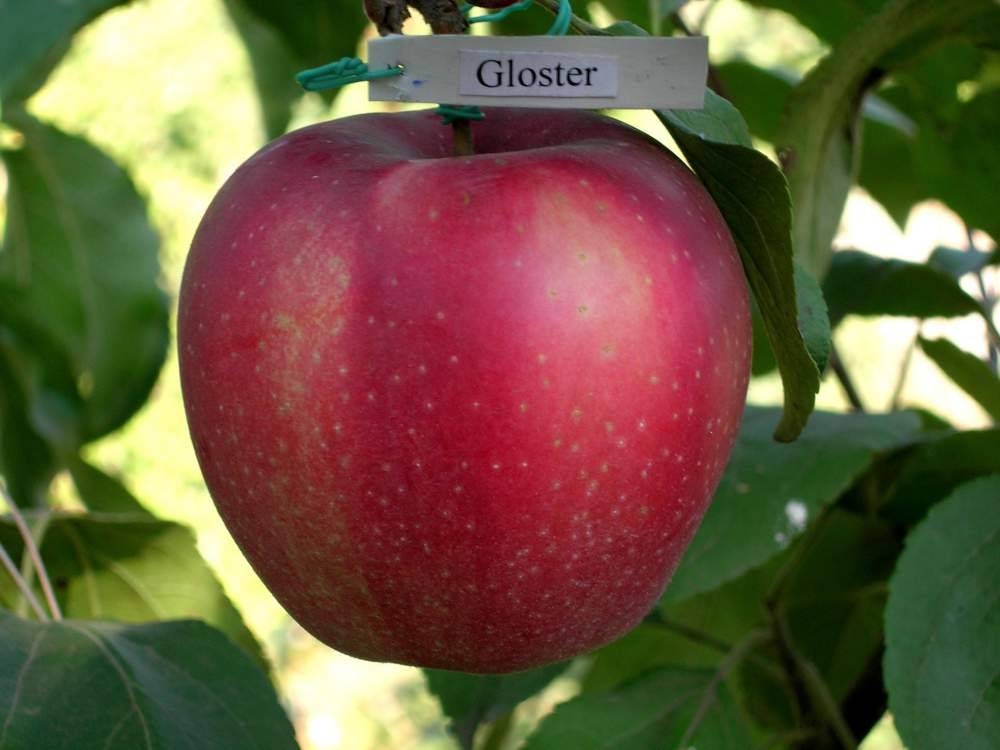 Высокоурожайная яблоня глостер