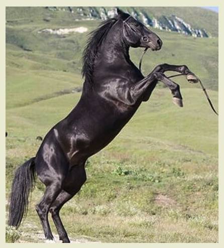 Кабардинская лошадь: особенности породы и уход