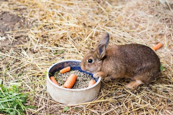 Чем кормить кроликов или кормление, здоровье и рентабельность 2020