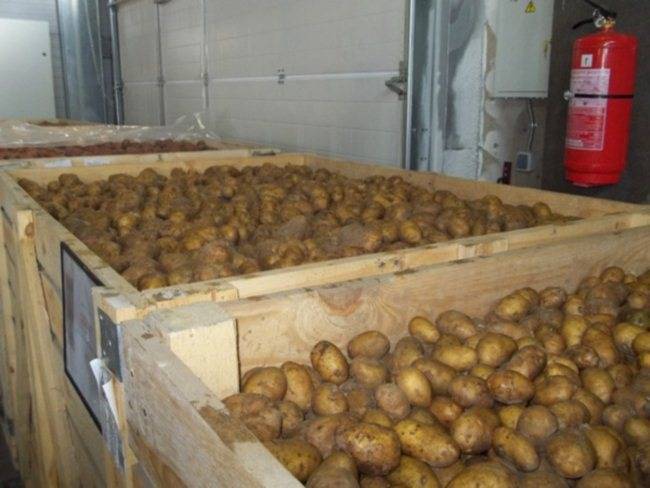 Технология длительного хранения картофеля в овощехранилищах