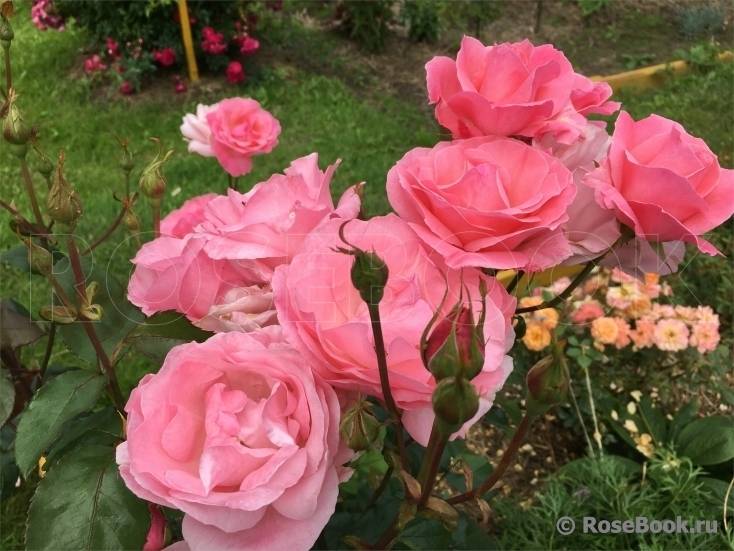О розе Квин Элизабет (Queen Elizabeth): описание и характеристики сорта