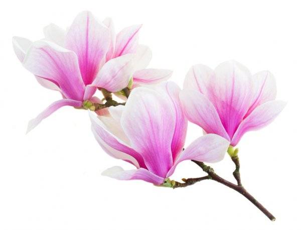 Цветок магнолия - все о выращивании древесной орхидеи в домашних условиях