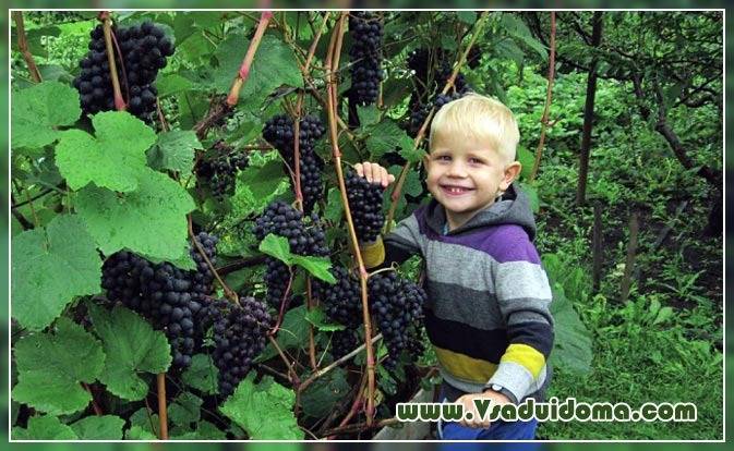 Описание сорта памяти домбковской — фото винограда, отзывы садоводов