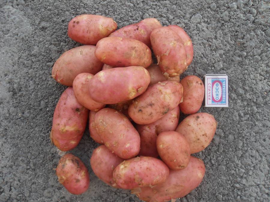 Немецкое качество на наших грядках: картофель «рамос» — описание сорта с подробной характеристикой и изобильными фото