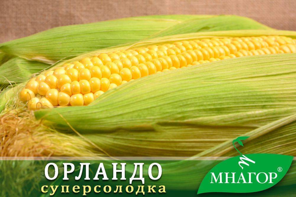 Лучшие сорта кукурузы для посадки на даче | весьогород.ру