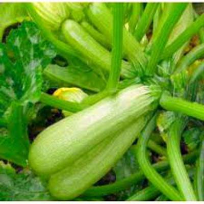 Кабачки - сорта, выращивание, подготовка семян и уход