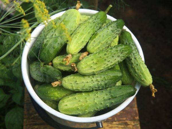 Вкусные плоды для любых условий — огурец аскер f1: полное описание сорта